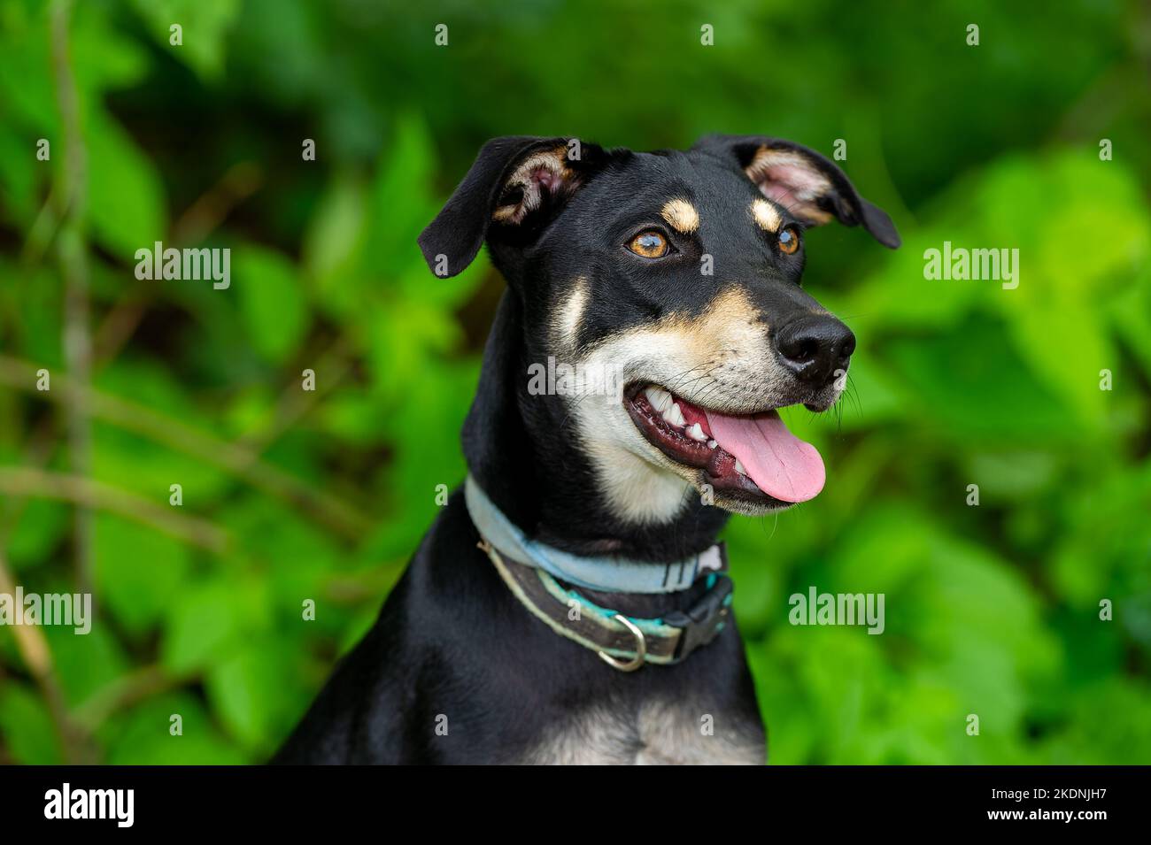 A Doberman Pinscher Dog Is Outdoors With A Green Nature Background Stock Photo
