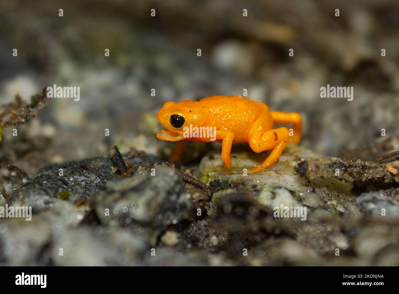 Bachycephalus rotenbergae Stock Photo