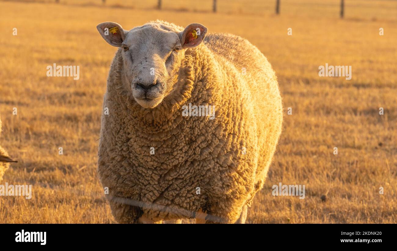 Sheep woolen breeds. sheep farm. white Sheep portrait. Farm animals ...