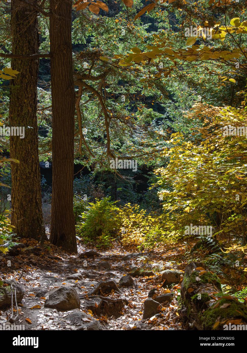 Rocky trail through forest with autumn leaves Stock Photo