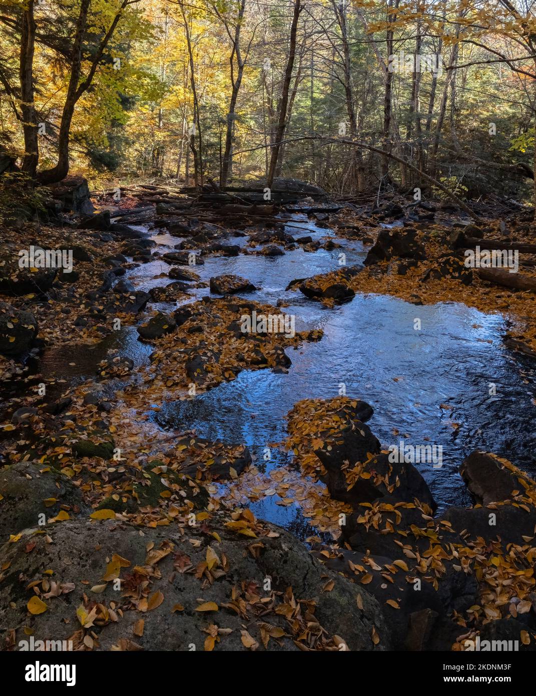 River through a forest with autumn leaves Stock Photo