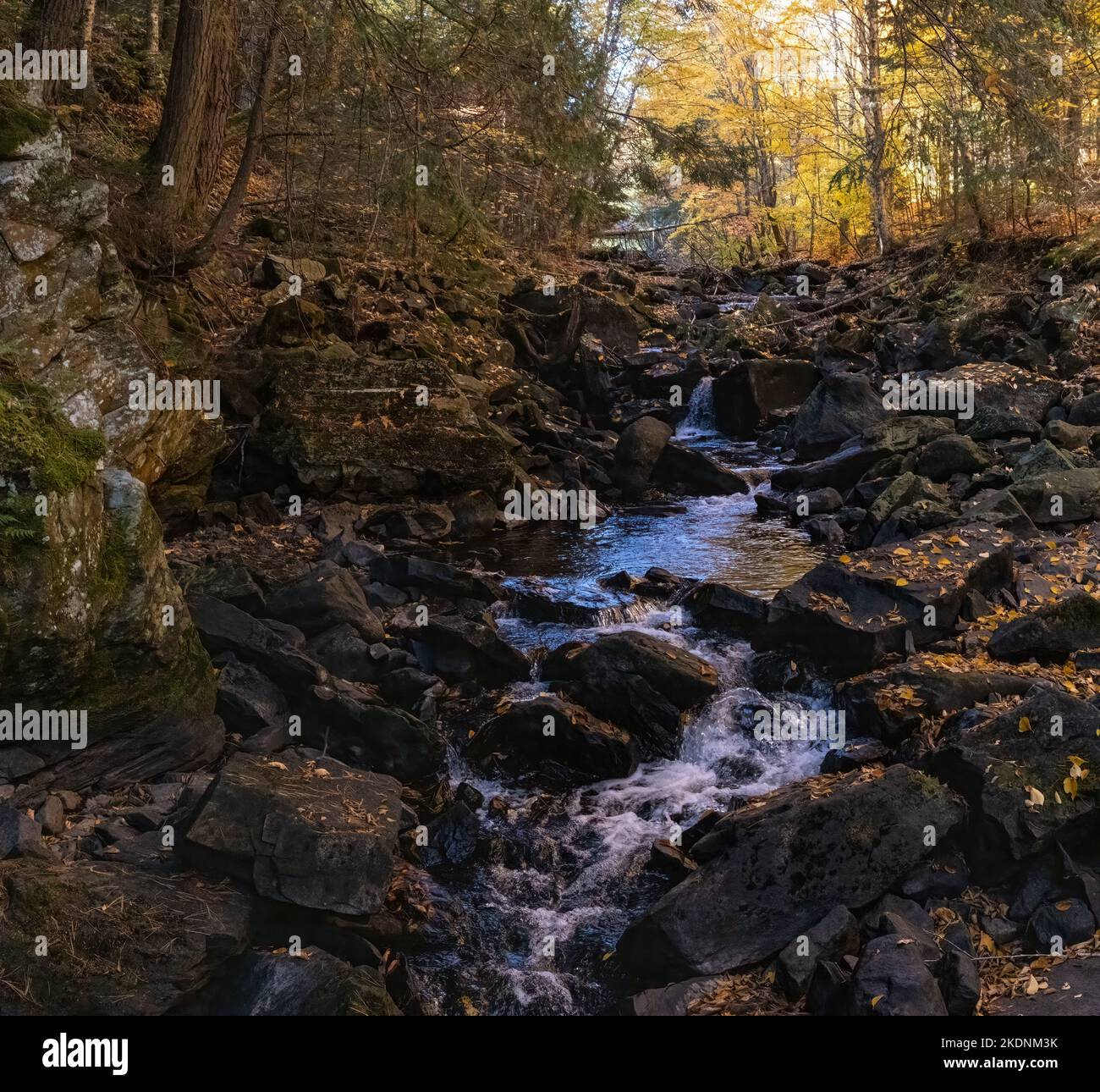 River through a forest hi-res stock photography and images - Alamy
