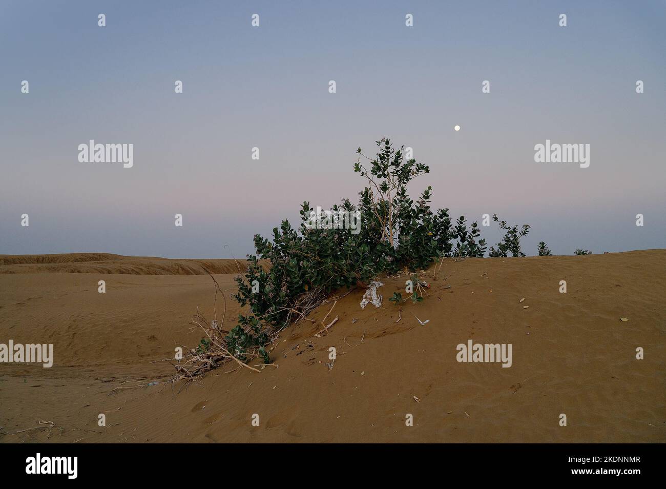 Moon set. View of Thar desert sand dunes , pre dawn light before sun rise and moon setting off in the sky. Rajasthan, India. Akondo, Calotropis . Stock Photo