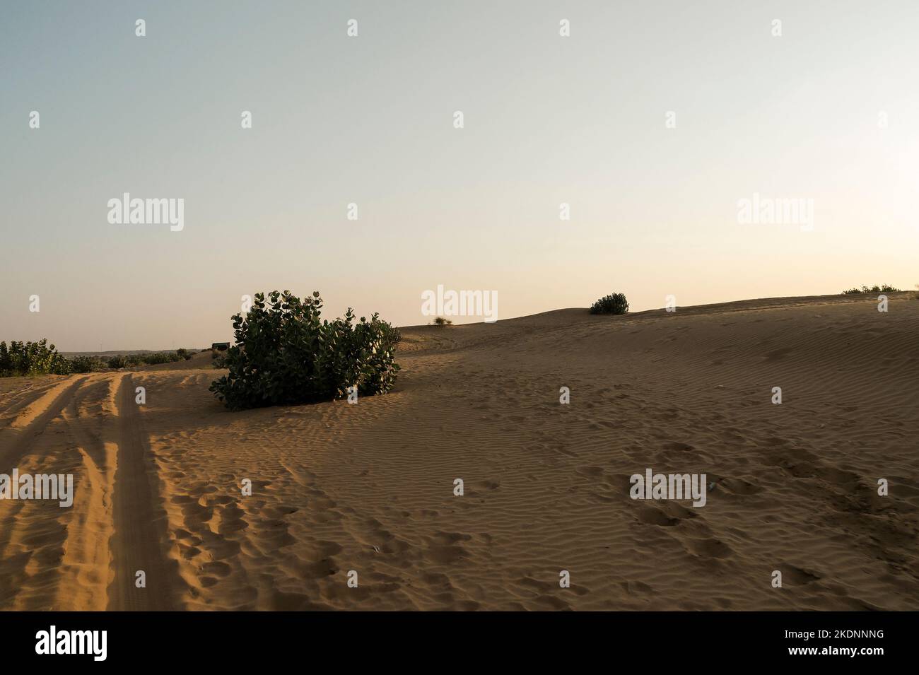 Car tyre marks on sand dunes of Thar desert, Rajasthan, India. Tourists arrive on cars to watch sun rise at desert , a very popular adventure activity. Stock Photo