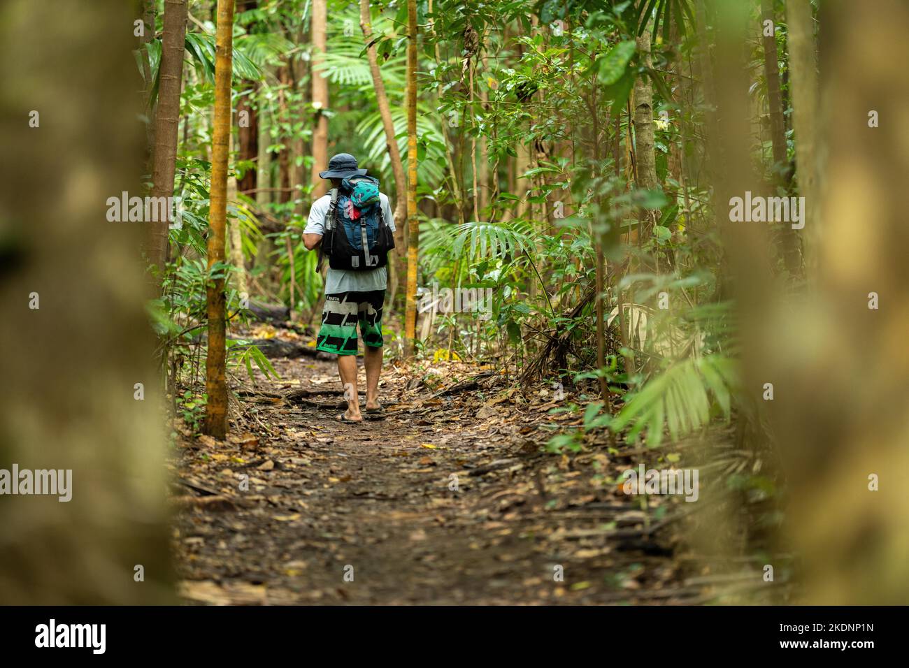 hiking in a tropical rainforest in australia Stock Photo - Alamy
