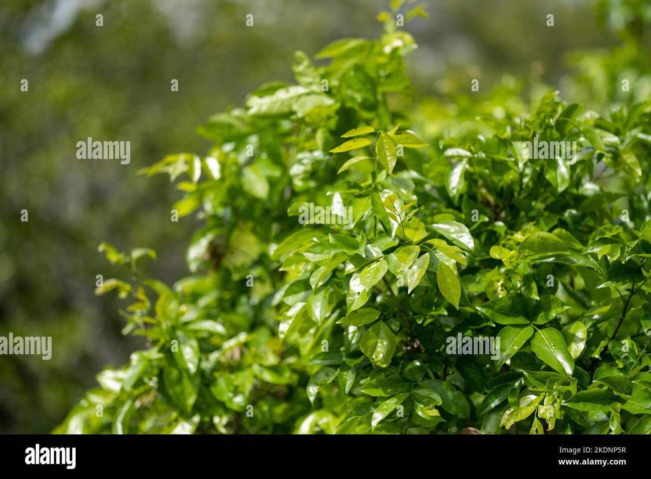 tropical plants growing in the wild and national park in queensland in summer Stock Photo