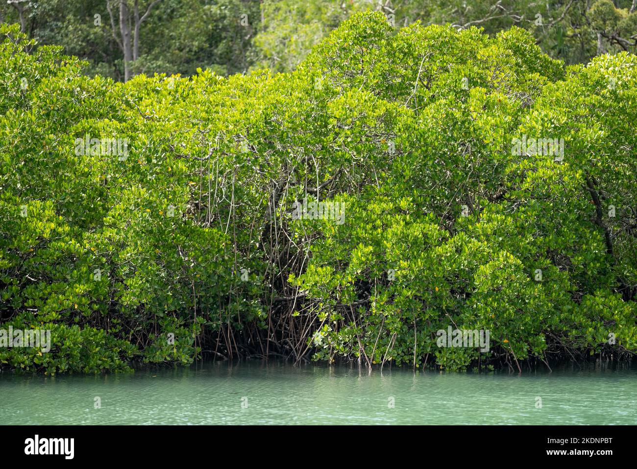 tropical plants growing in the wild and national park in queensland in summer Stock Photo