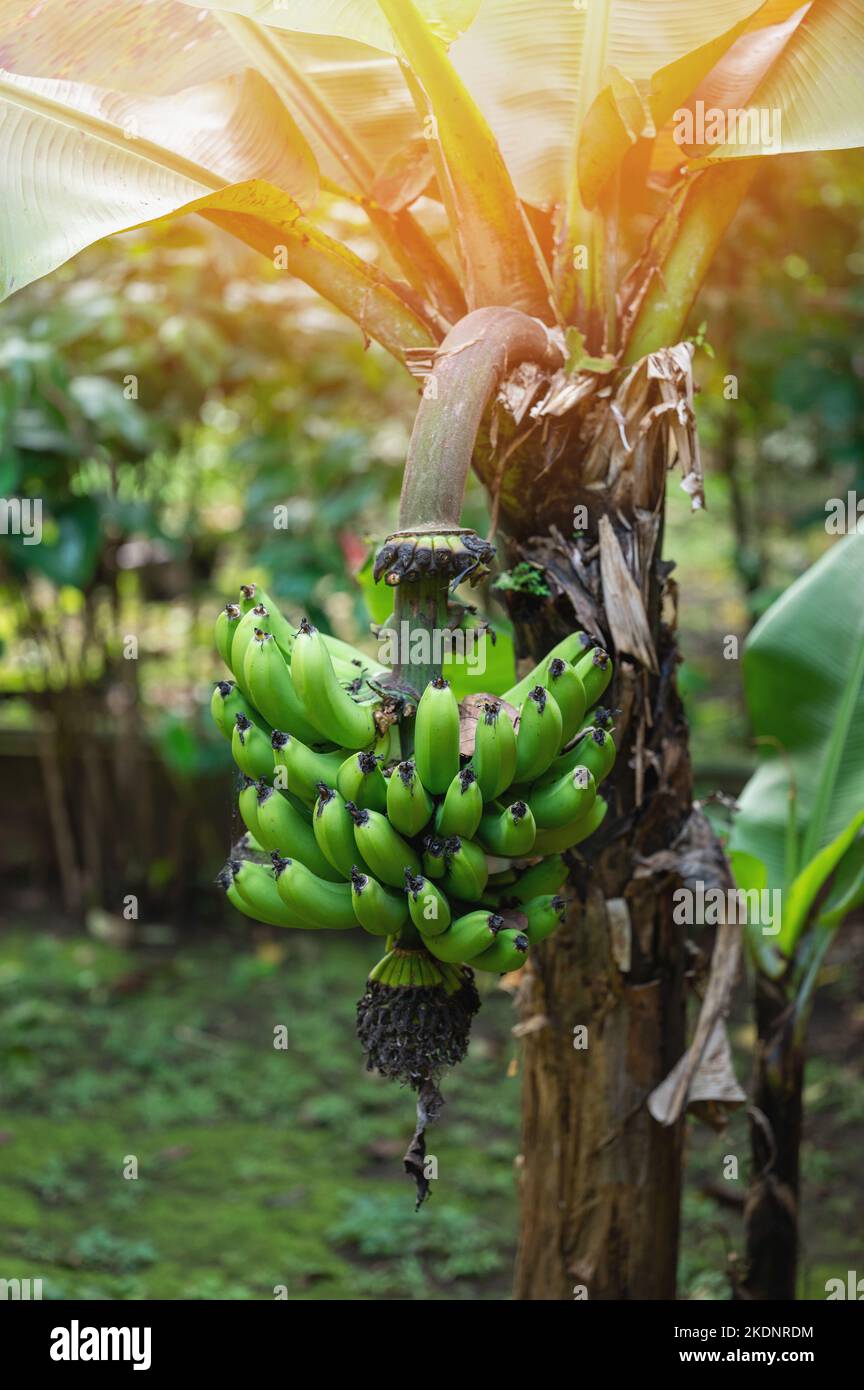 Banana plant farm theme. Green banana growing on tree Stock Photo