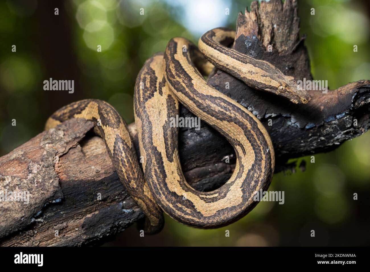 the Indonesian tree boa Candoia carinata or Pacific ground boa snake ...