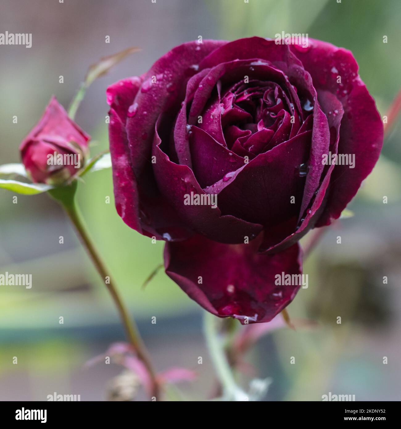 'Munstead Wood, Ausbernard' English Rose, Engelsk ros (Rosa) Stock Photo