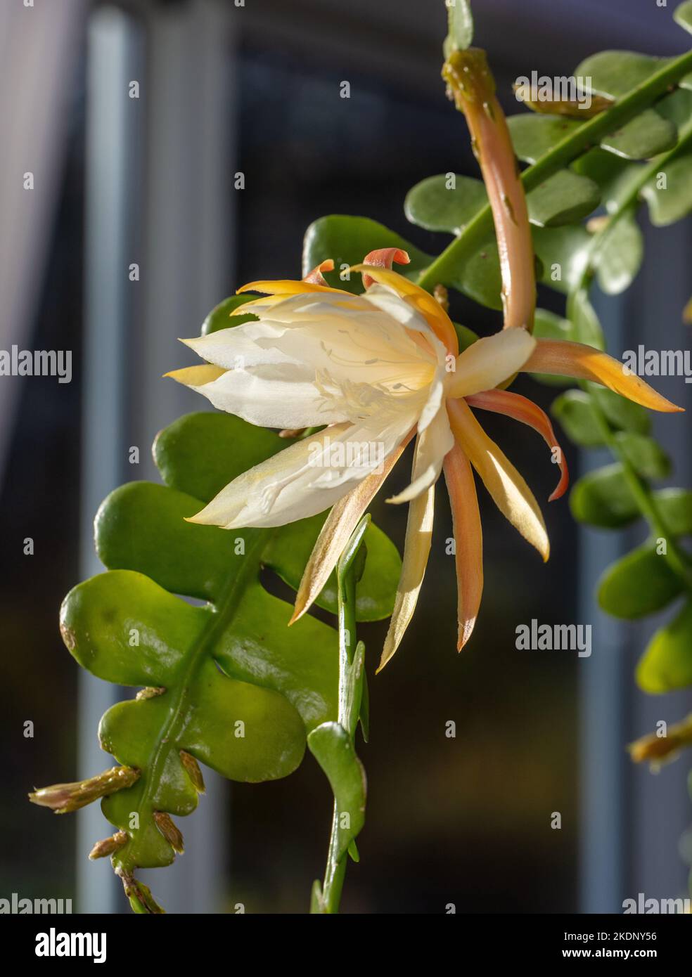 Fishbone Cactus, Flikig bladkaktus (Disocactus anguliger) Stock Photo