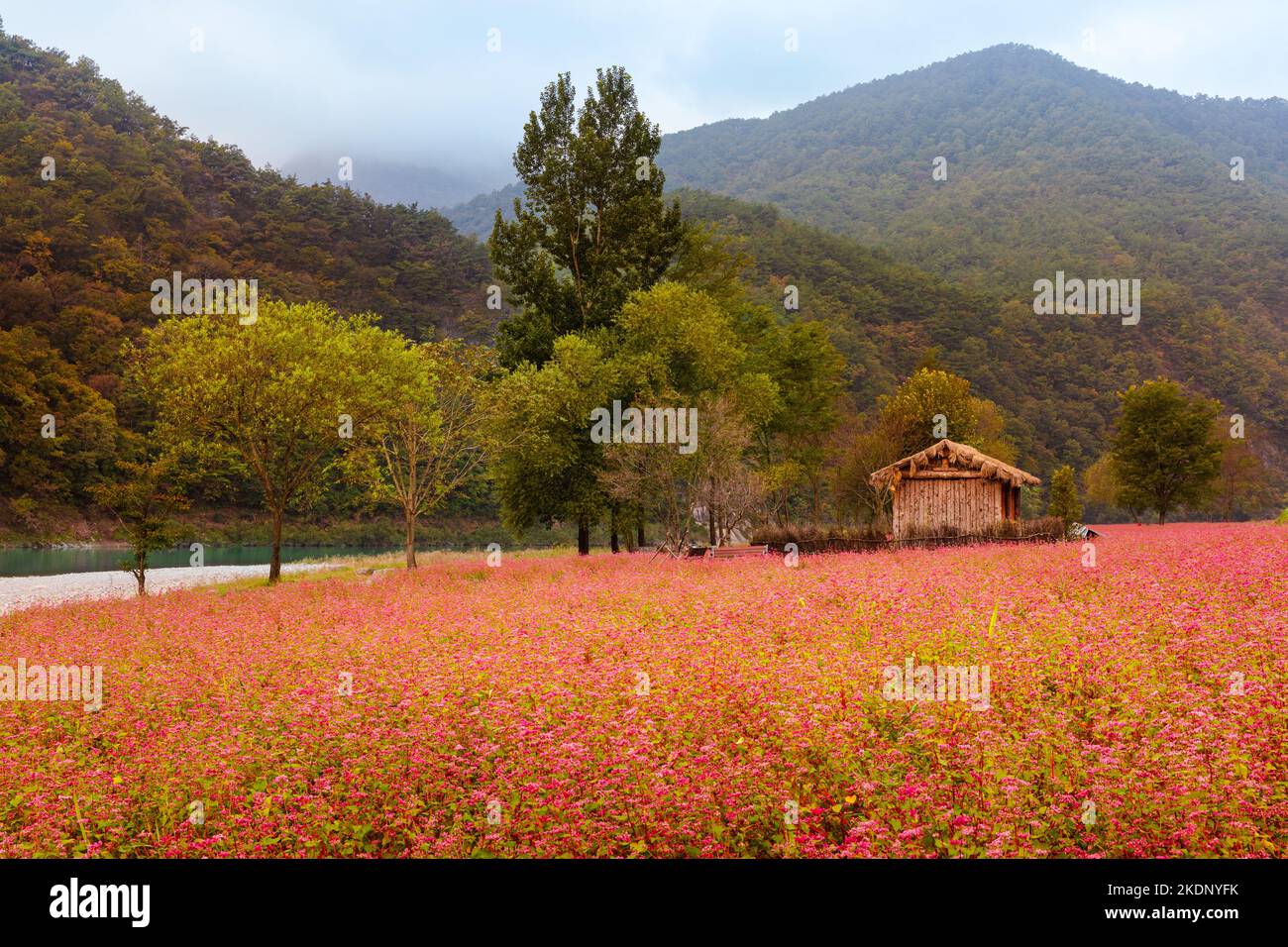 Beautiful autumn in Korea. Misty mountain valley morning, red buckwheat flower field