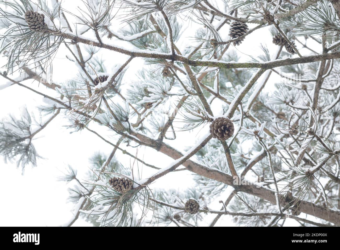 Cedar branches with cones in winter with cones Stock Photo
