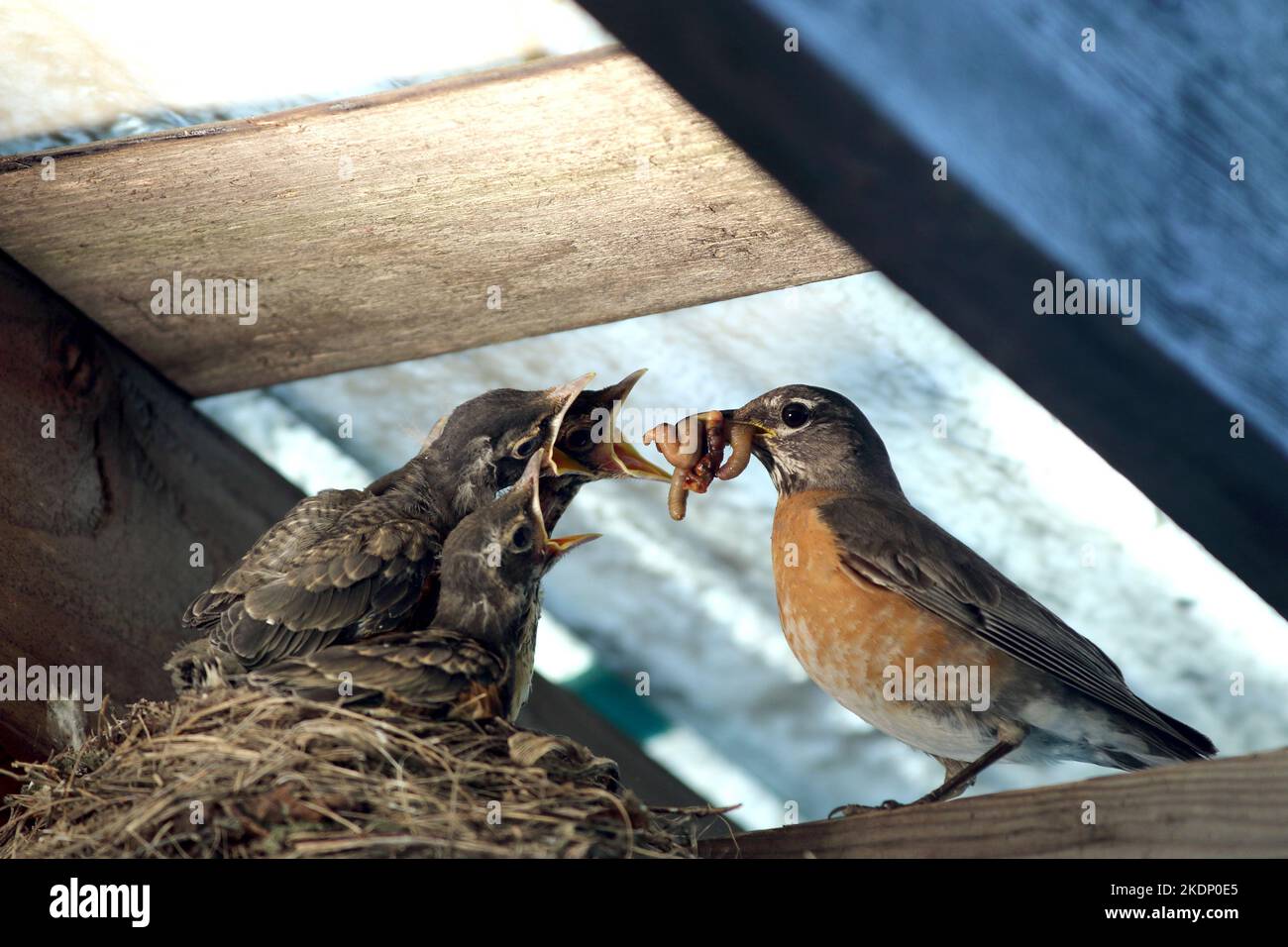An adult American Robin brings a beak full of juicy worms to three hungry fledglings in the nest. Stock Photo