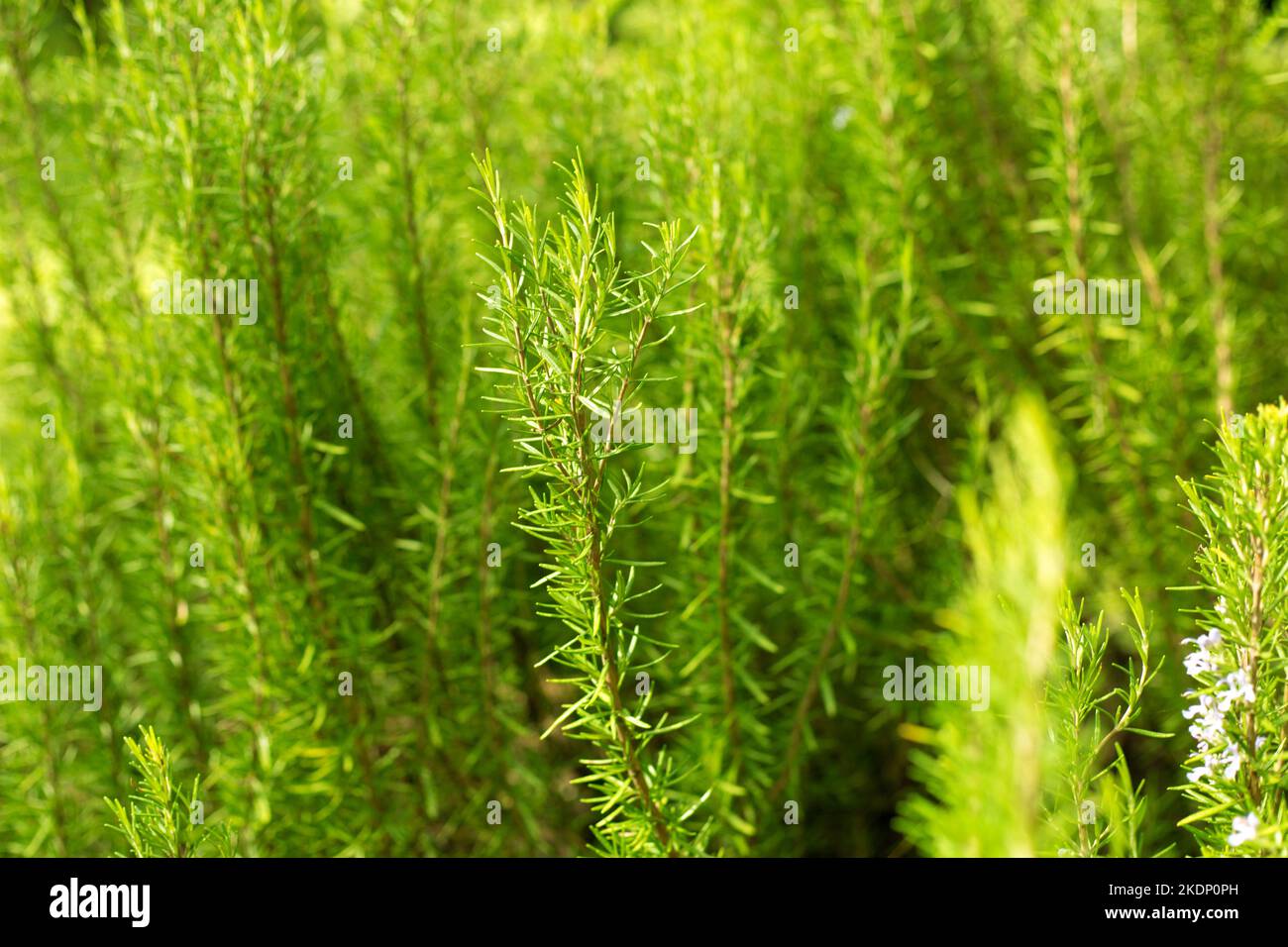 Herb Rosemary Grown In Pots Urdu/Hindi, 43 OFF