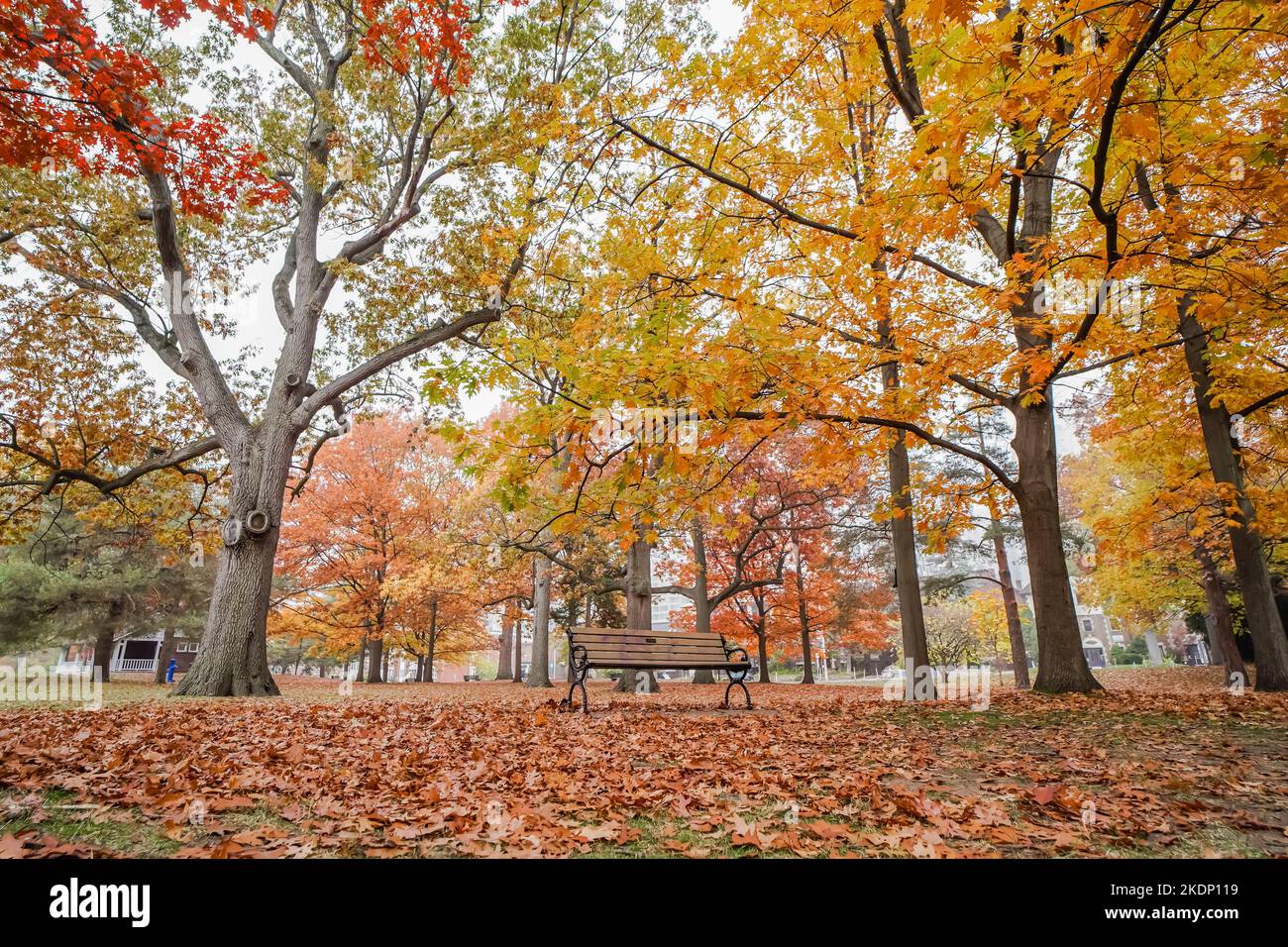 An empty bench inside a park surrounded by yellow orange red tree leaves during fall seasion in north american usa or canada Stock Photo
