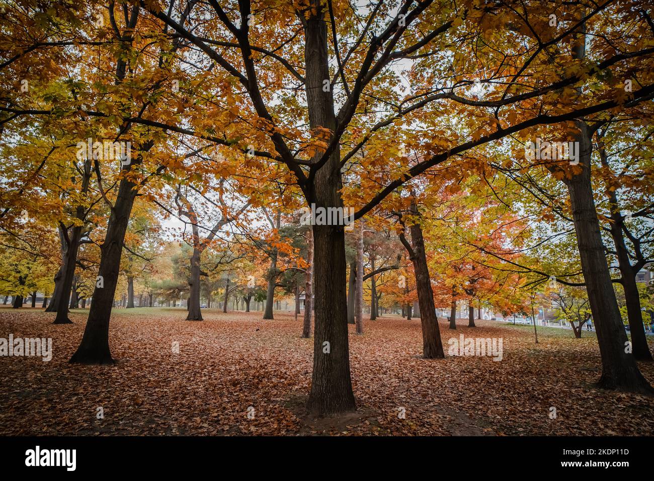 Huge trees in a park during the fall autumn season Stock Photo