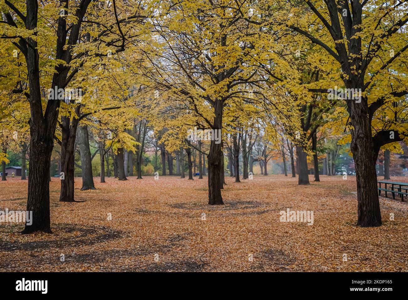 Many standing trees with yellow leaves and fallen drived leafs on the ground Stock Photo