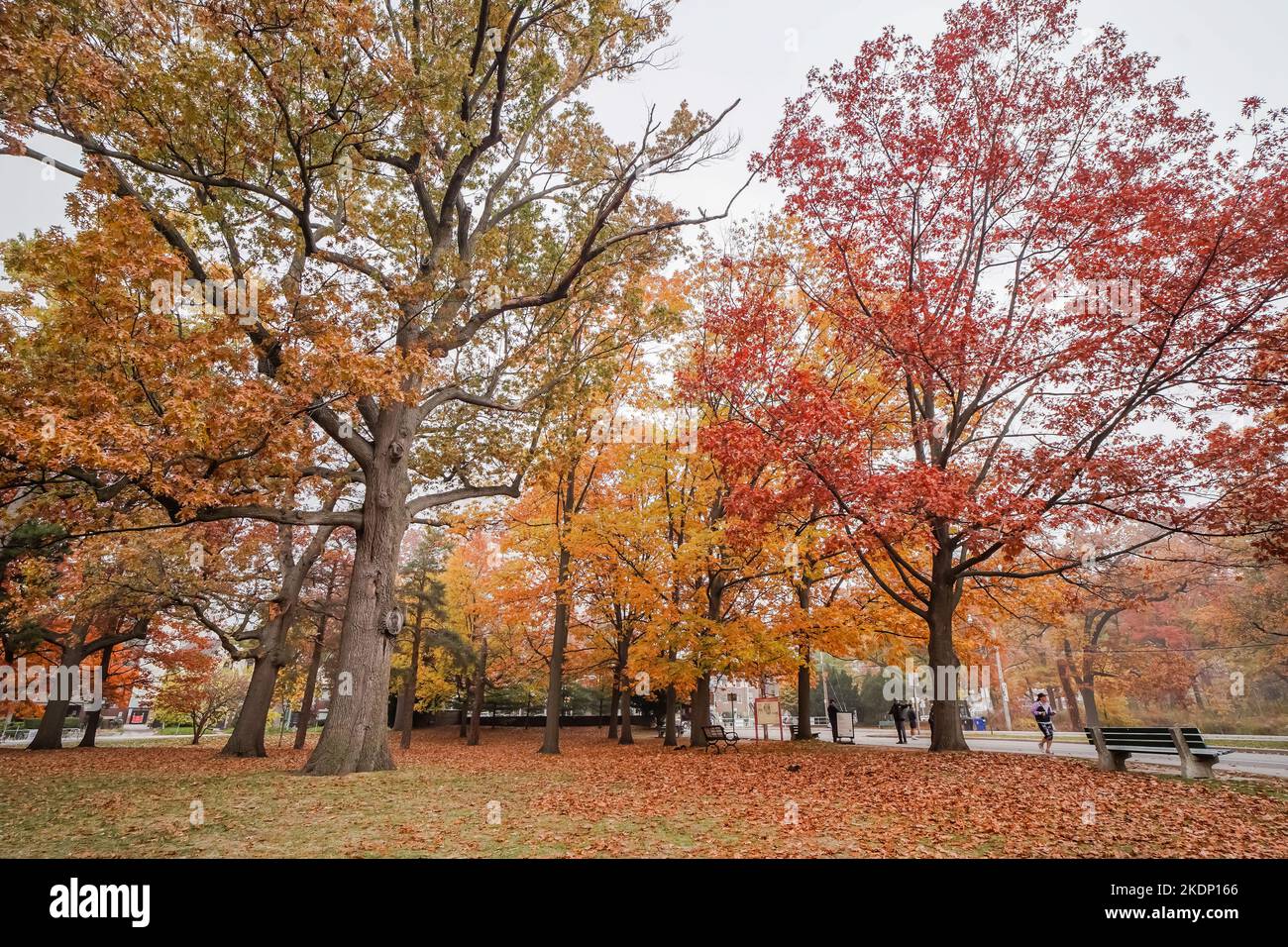 Large standing trees yellow orange red colors fallen leafs at a park Stock Photo