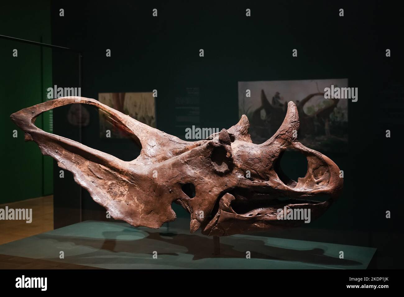 Horned dinosaur skull, Chasmosaurus belli, Stock Photo