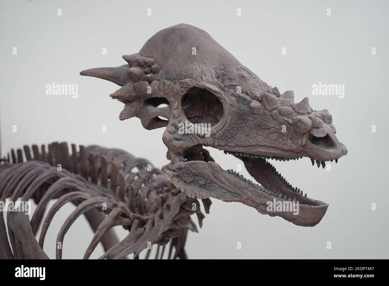 dinosaur skeleton on display inside a museum Stock Photo