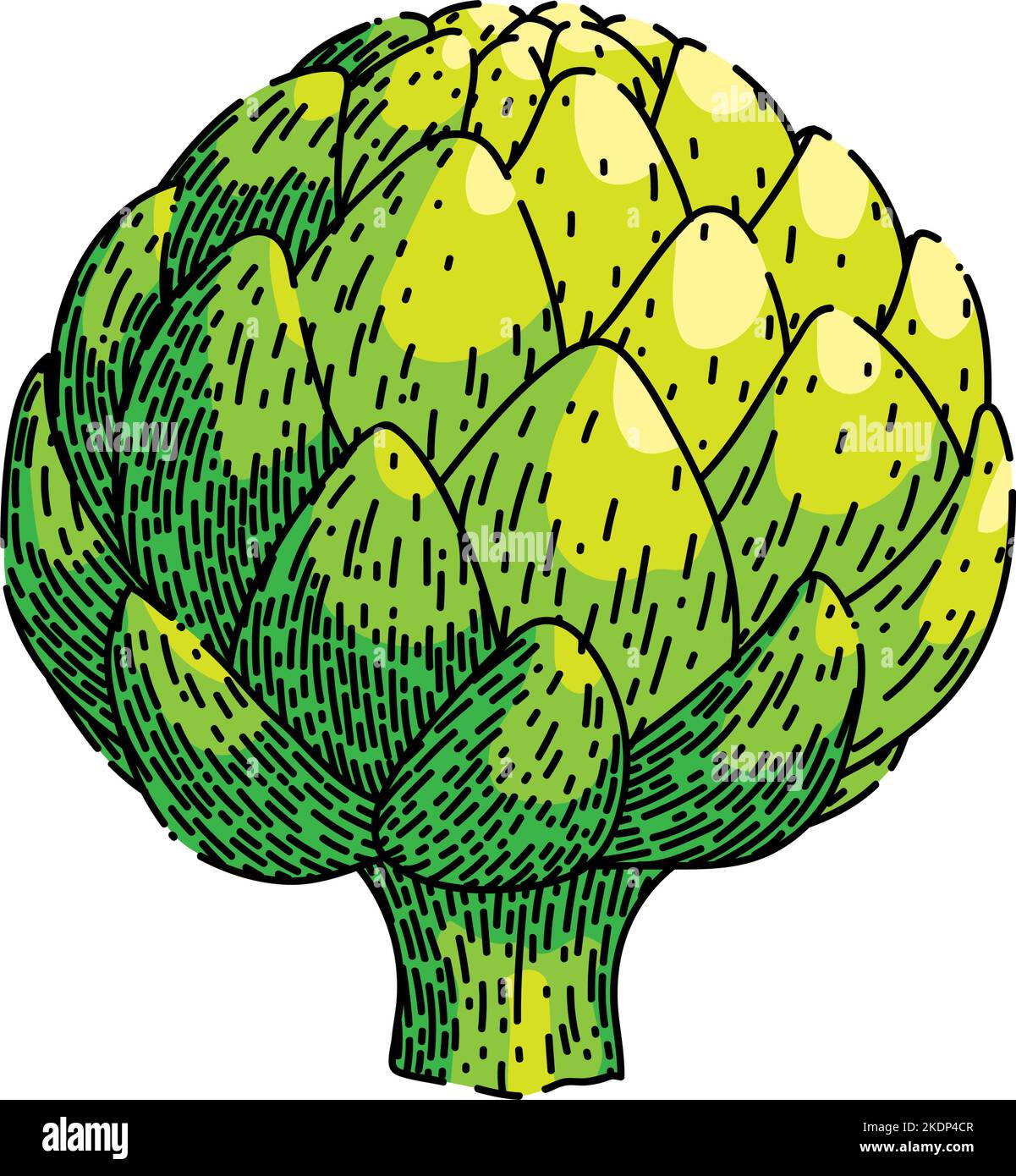 artichoke fresh sketch hand drawn vector Stock Vector Image & Art Alamy