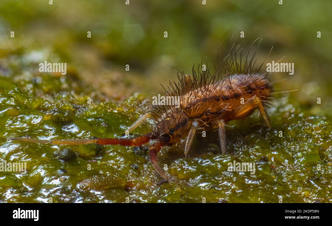 Slender Springtail Orchesella Flavescens On Wood Close Up Focus Slender Springtail Orchesella Flavescens On Wood Close Up Focus