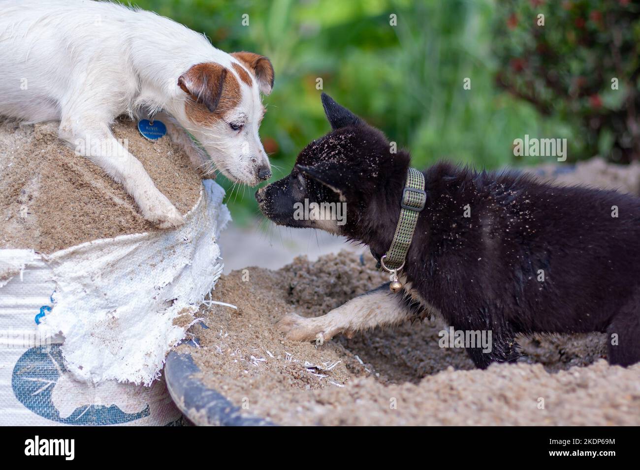 Jack Russell dog sniffs with black puppy in the sand. Shallow depth of field. Horizontal photo. Stock Photo