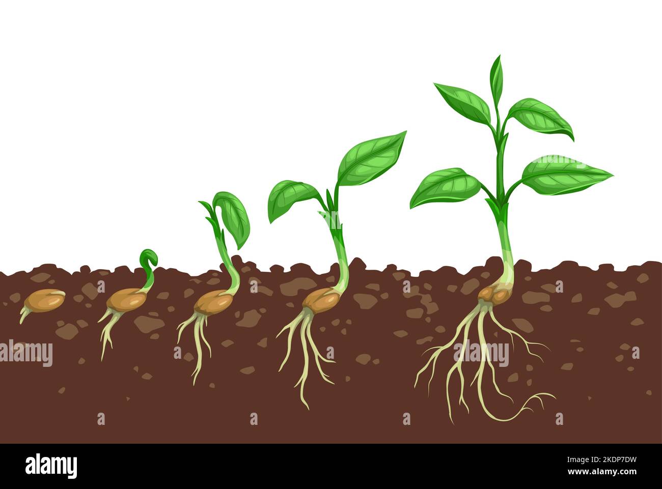 Plant growth steps. Seed germination in soil. Agriculture seedling evolving stages or sapling development steps, sprout grow process with seed in soil, seedling roots and plant leaves on stem Stock Vector
