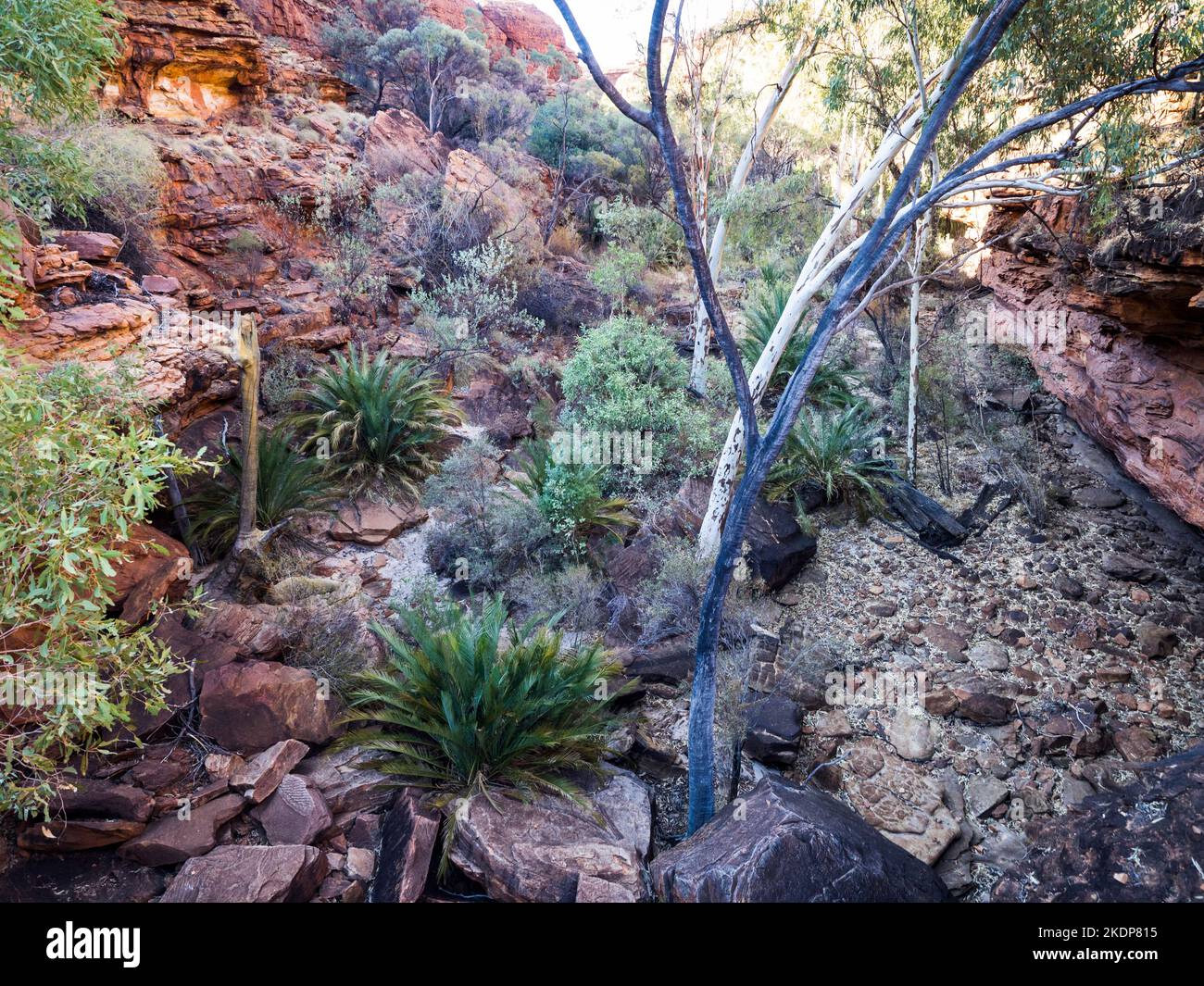 macrozamia-filled-upper-canyon-rim-walk-kings-canyon-watarrka