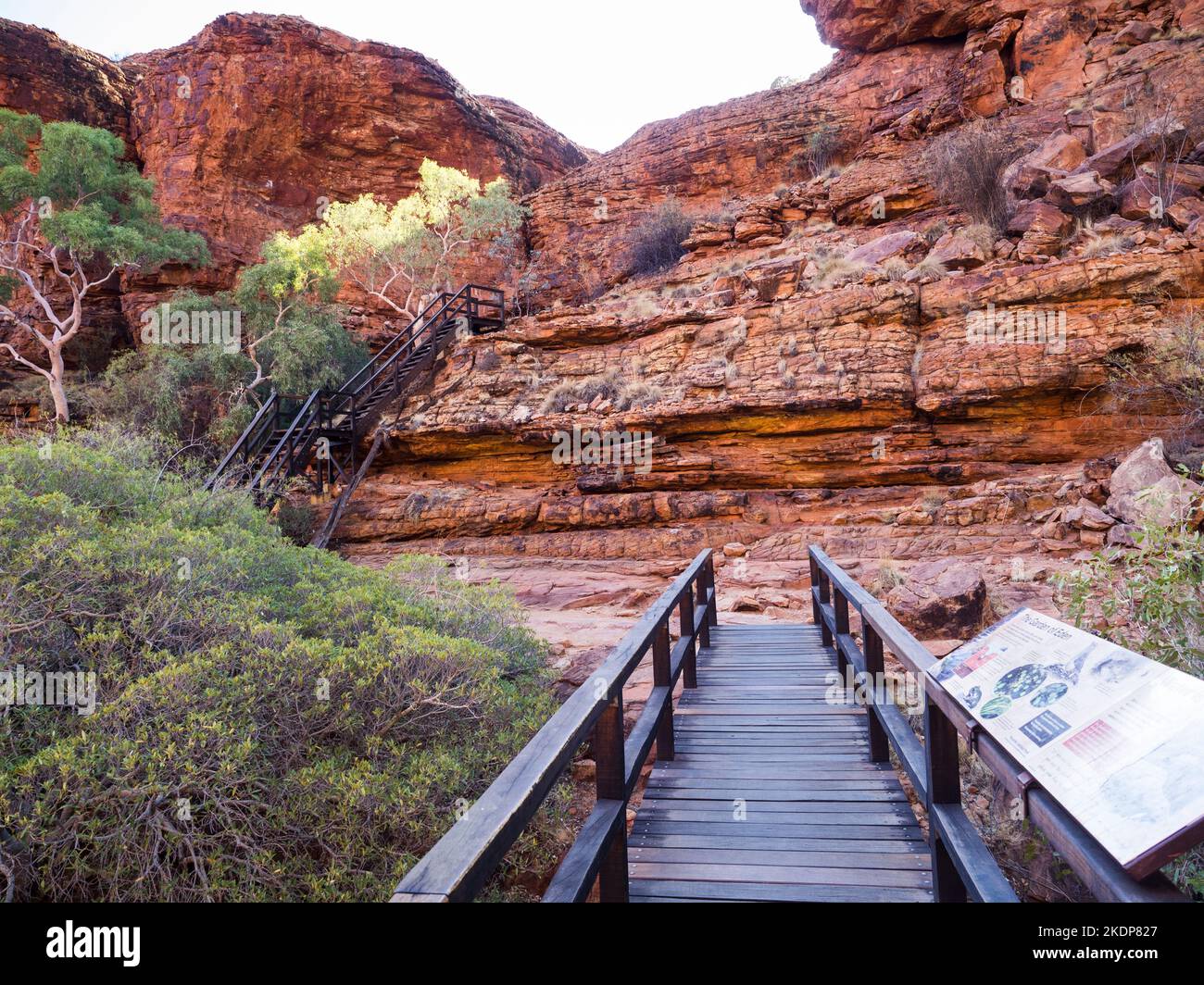Bridge across the upper canyon by Ghost gums (Corymbia aparrerinja ...