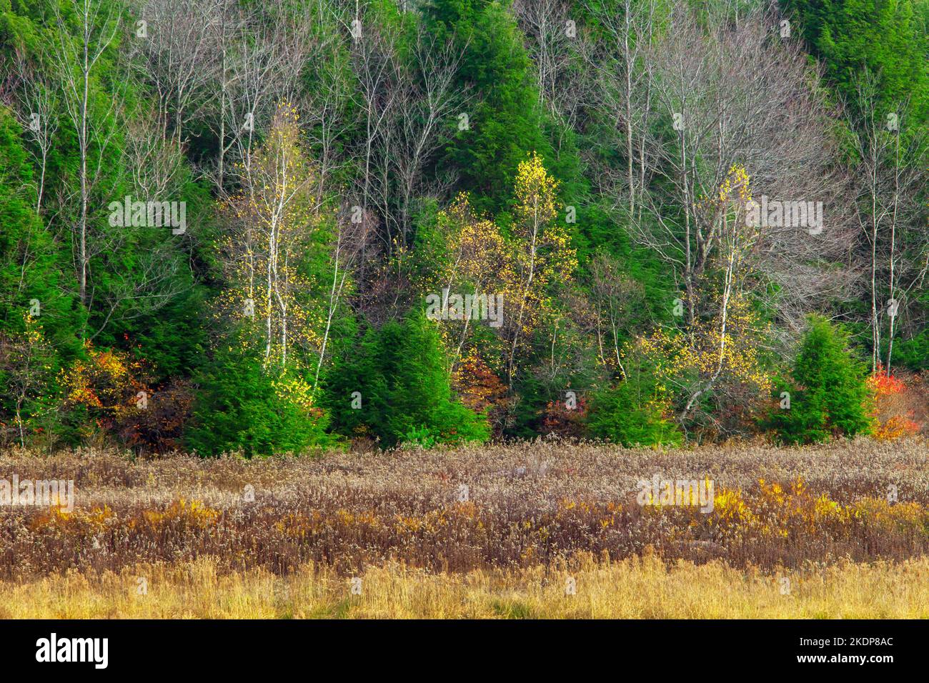 A forest edge of deciduous, conifer, and goldenrod provides valuabe habitat for wildlife Stock Photo