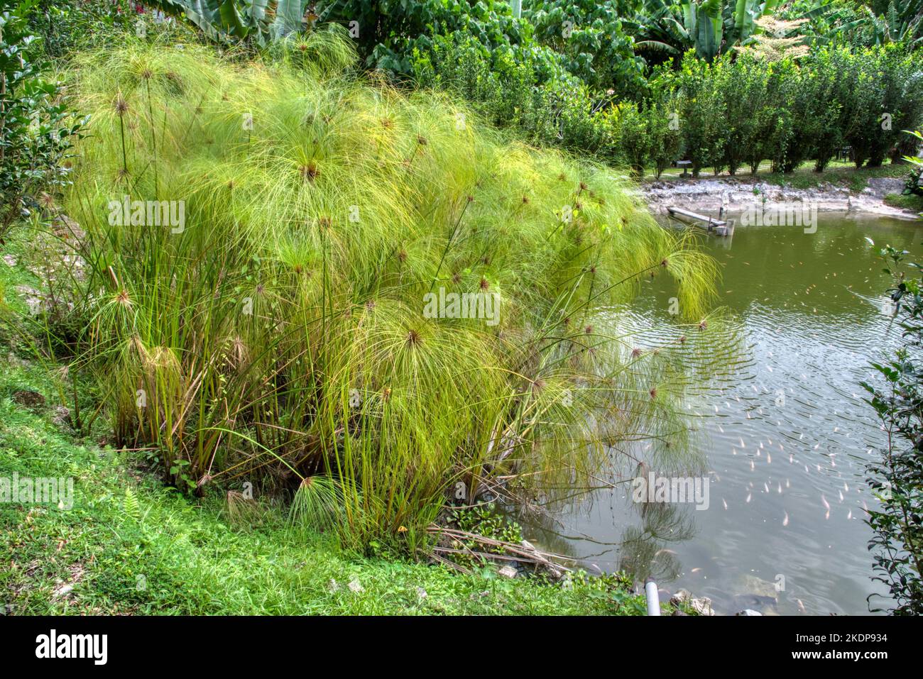 cluster of the cyperus papyrus plant growing by the lake Stock Photo