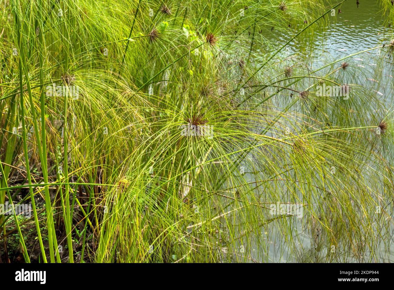 cluster of the cyperus papyrus plant growing by the lake Stock Photo