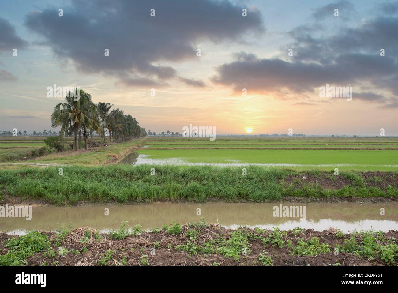 early morning scene at the green paddy field Stock Photo - Alamy