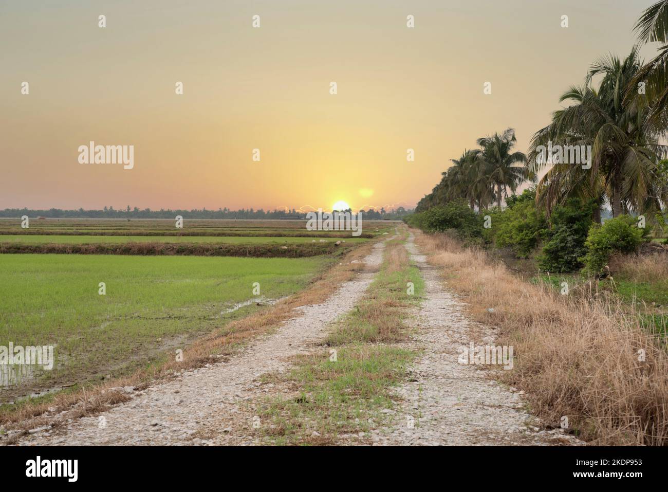 early morning scene at the green paddy field Stock Photo - Alamy