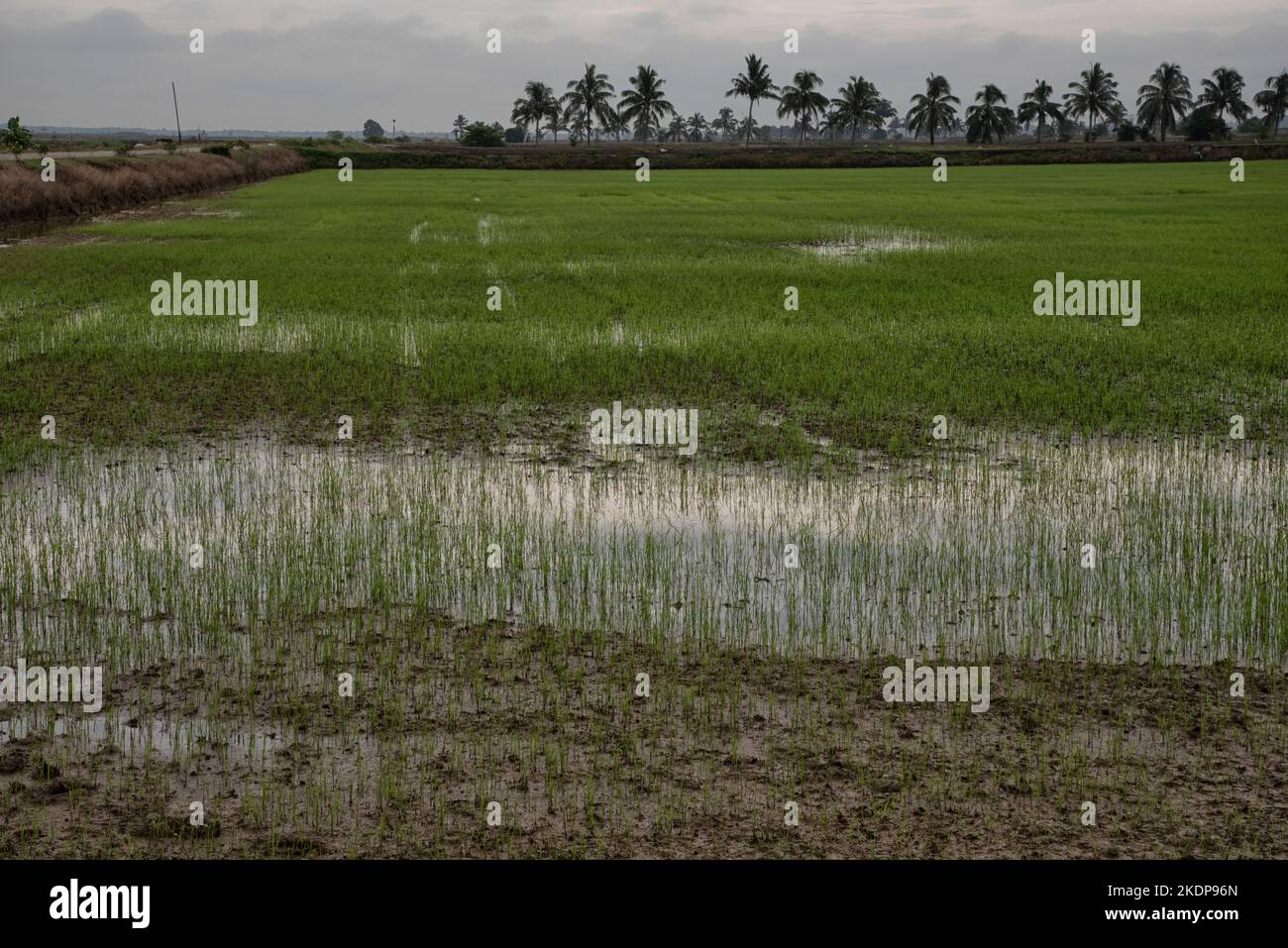 early morning scene at the green paddy field Stock Photo - Alamy