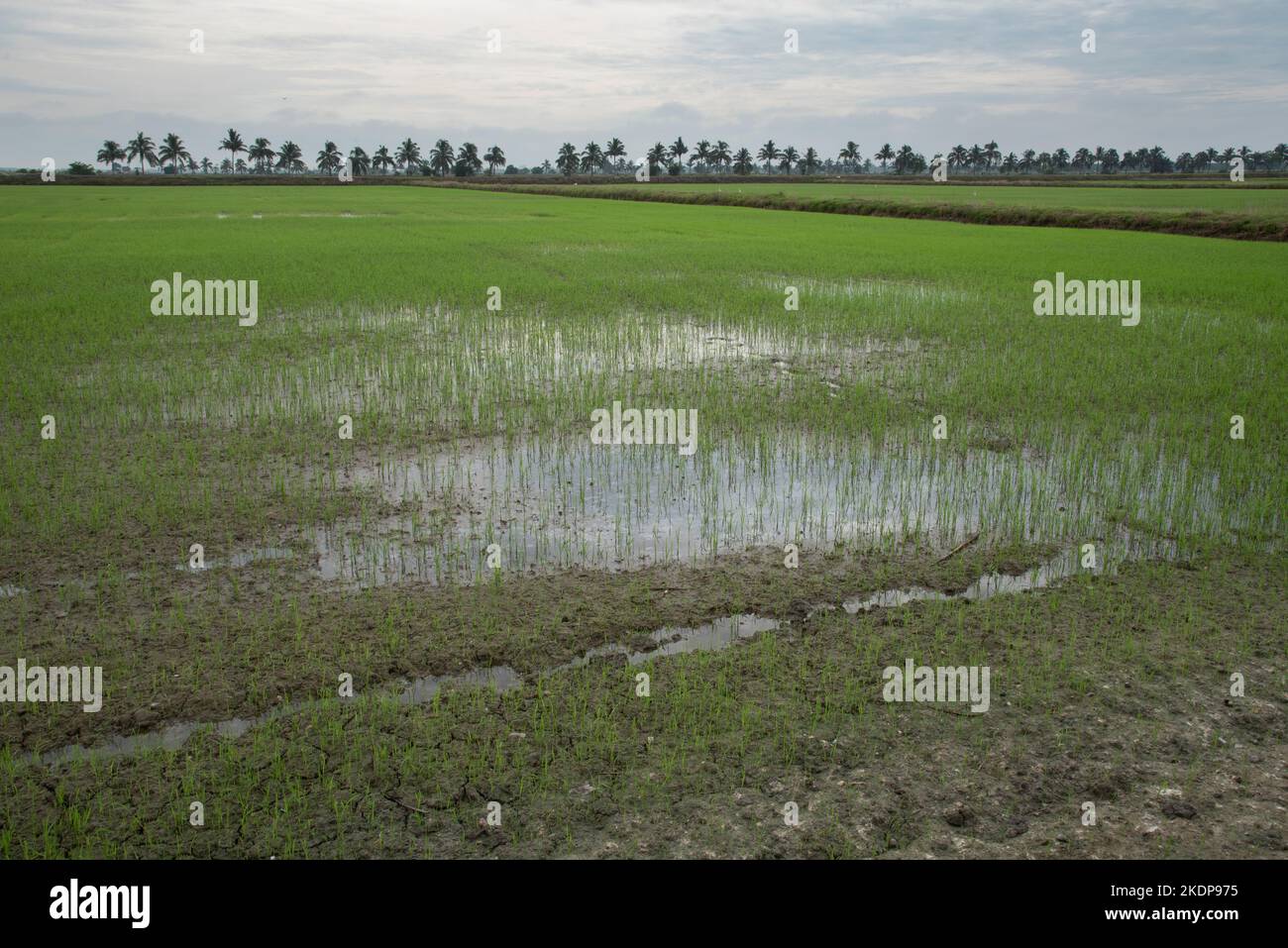 early morning scene at the green paddy field Stock Photo - Alamy
