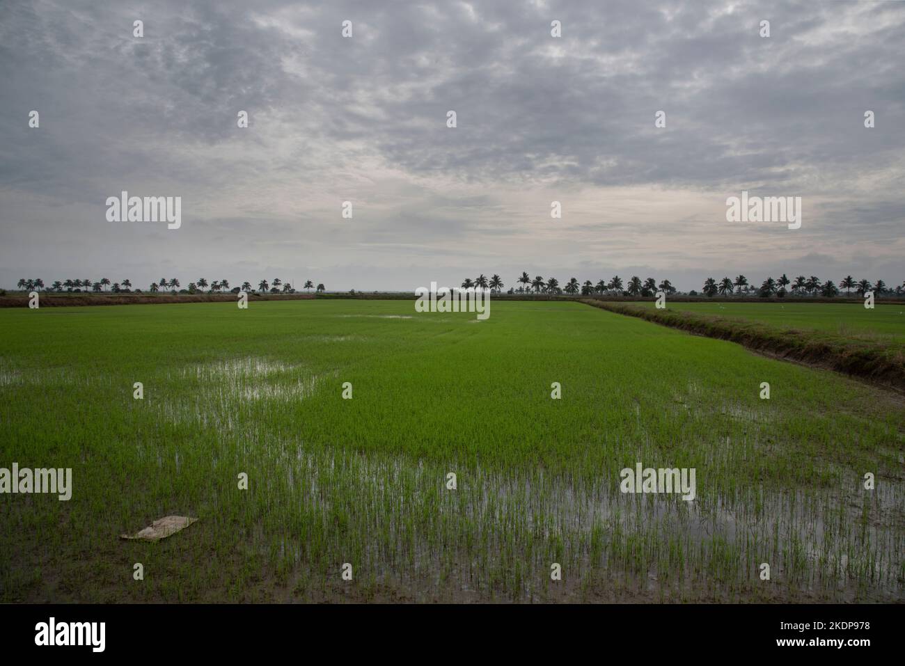 early morning scene at the green paddy field Stock Photo - Alamy