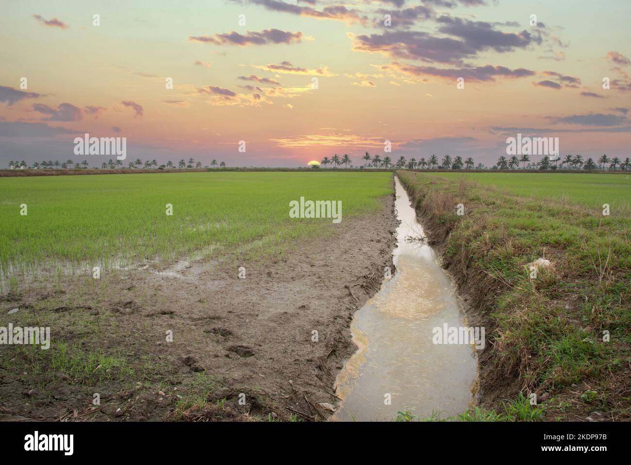 early morning scene at the green paddy field Stock Photo - Alamy