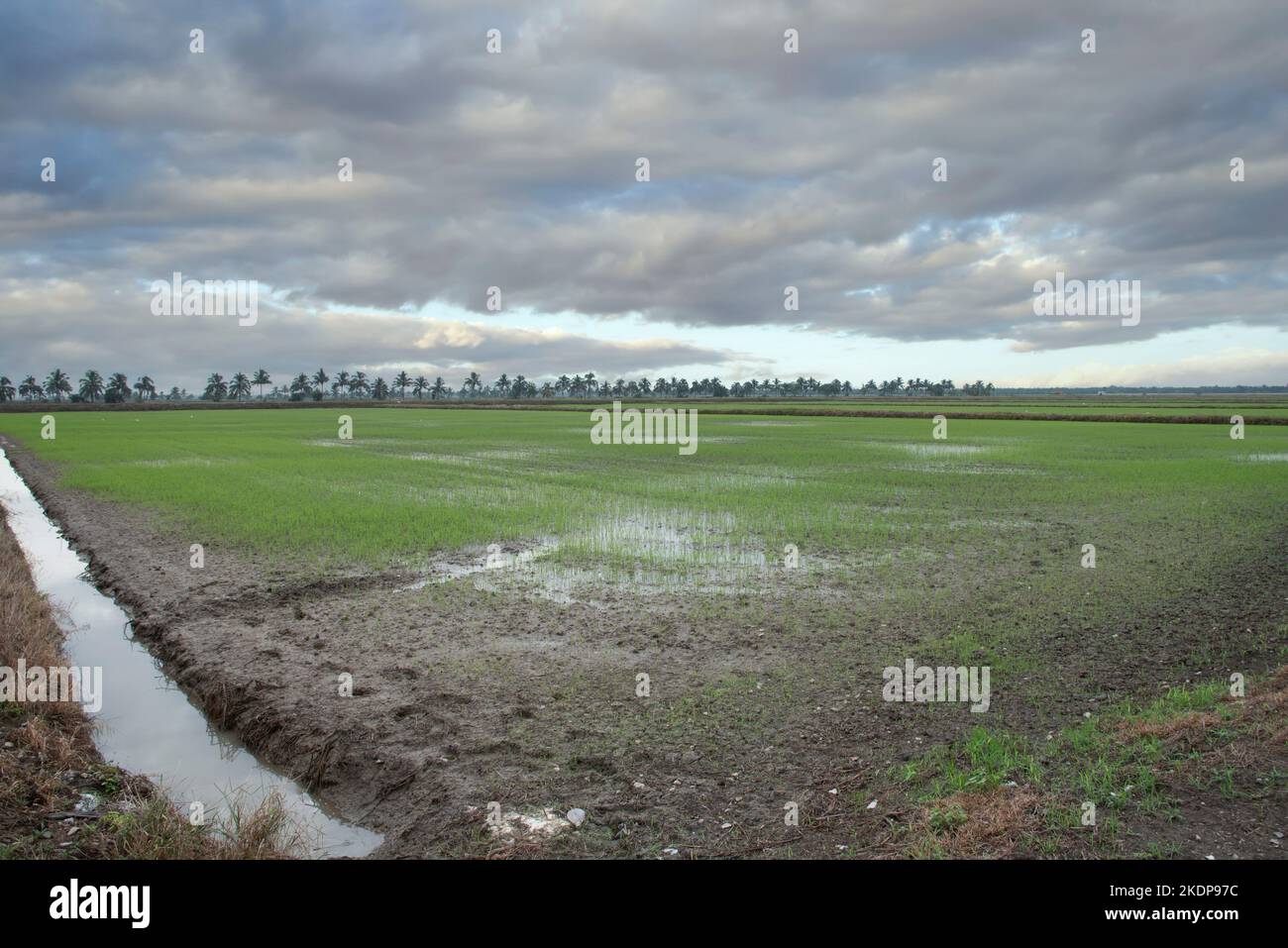 early morning scene at the green paddy field Stock Photo - Alamy
