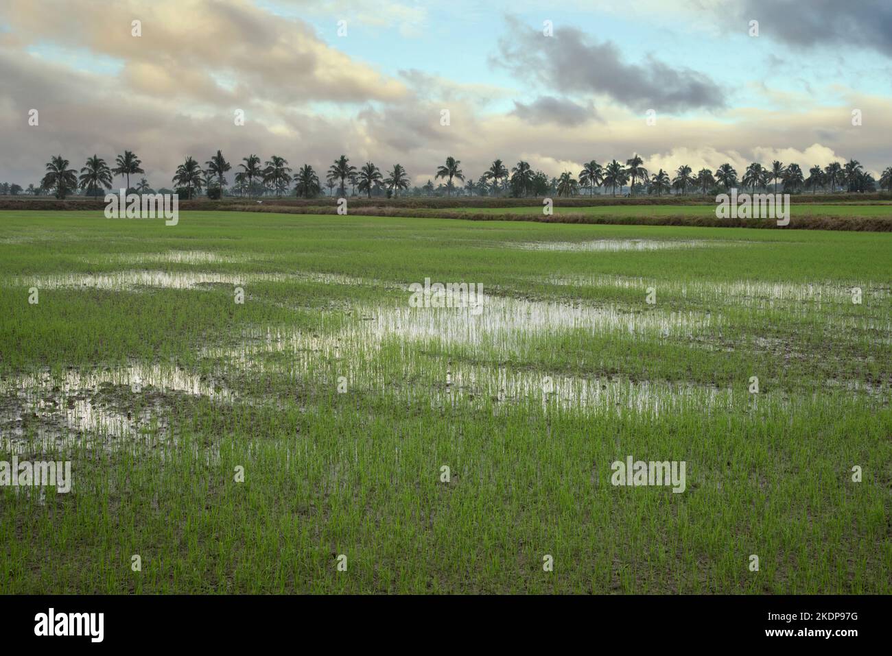 early morning scene at the green paddy field Stock Photo - Alamy