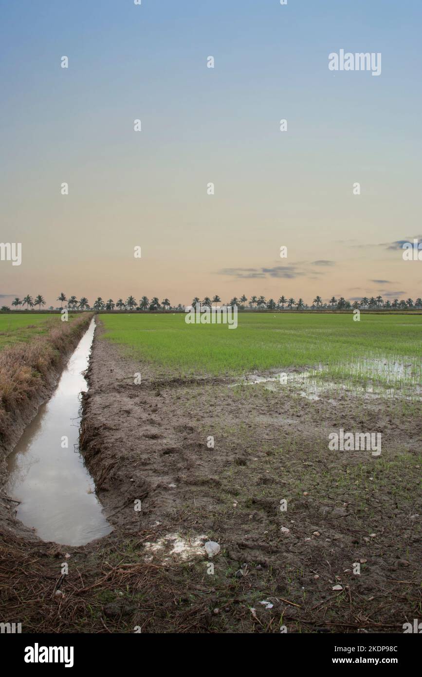 early morning scene at the green paddy field Stock Photo - Alamy