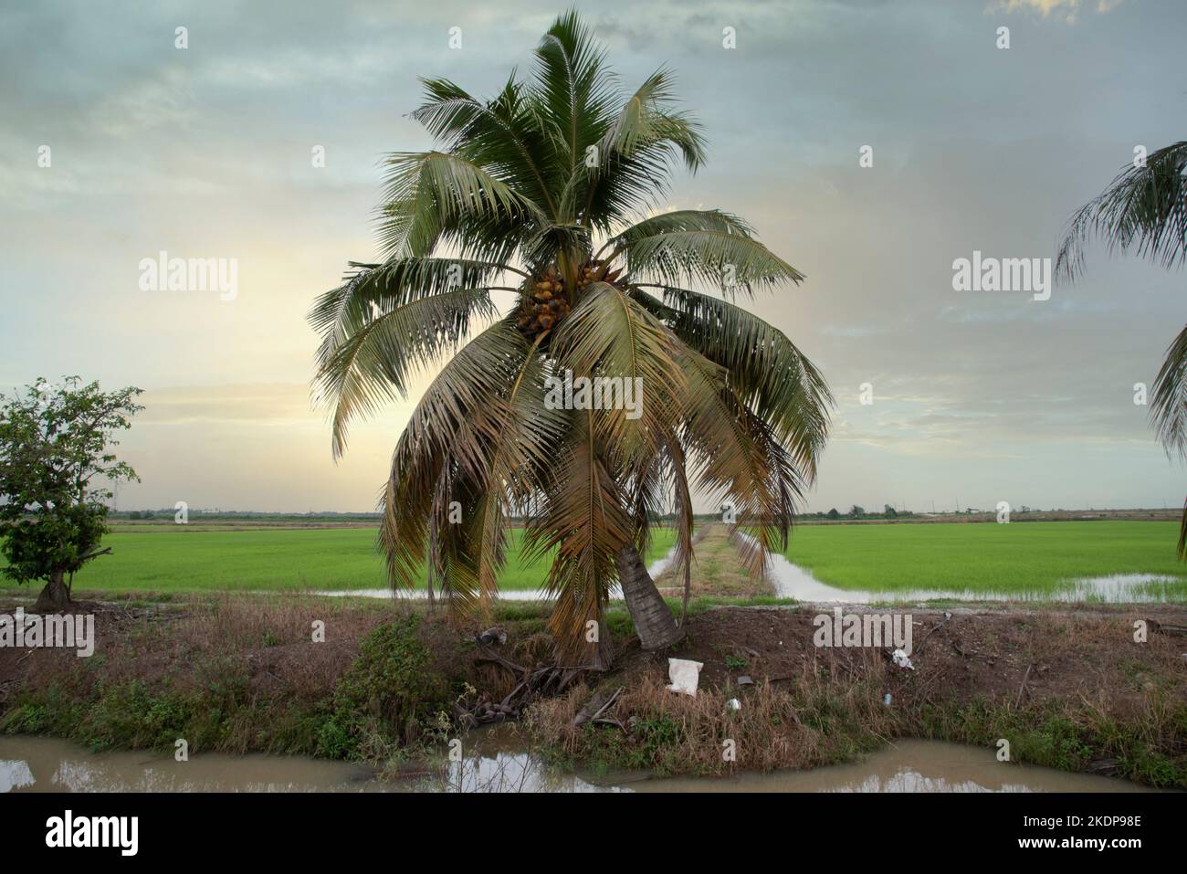 early morning scene at the green paddy field Stock Photo - Alamy