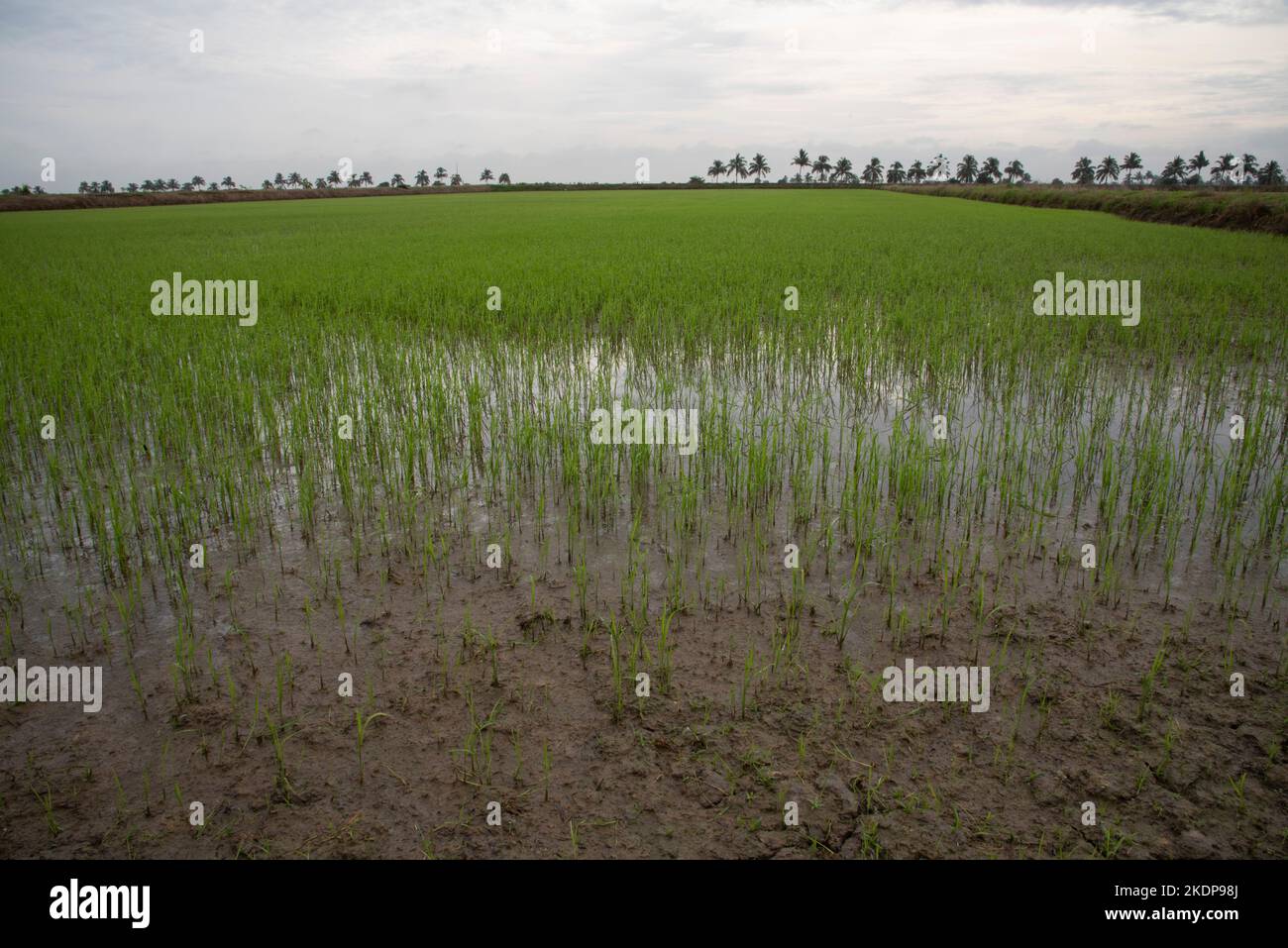 early morning scene at the green paddy field Stock Photo - Alamy