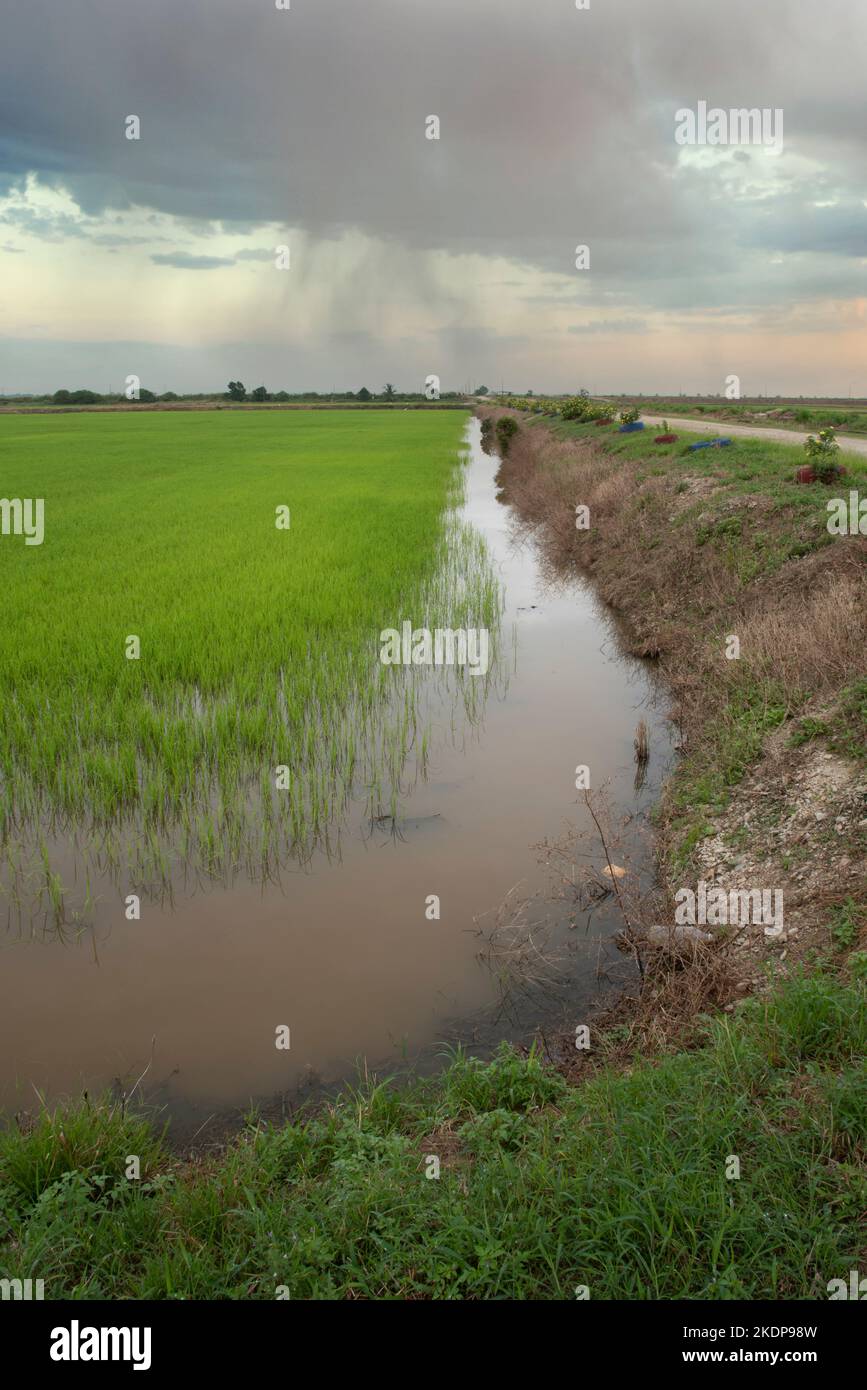 early morning scene at the green paddy field Stock Photo - Alamy