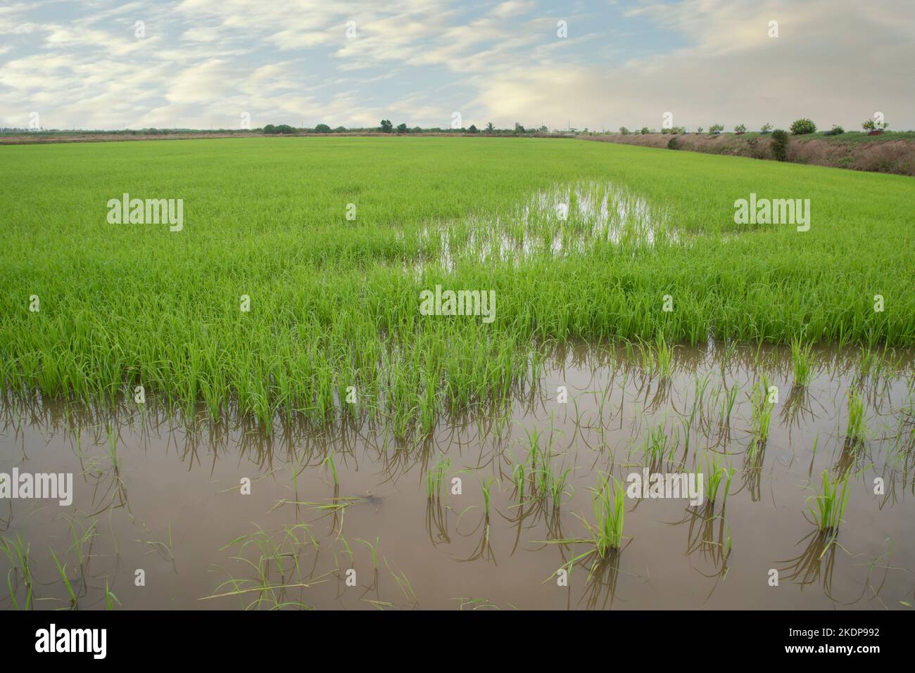 early morning scene at the green paddy field Stock Photo - Alamy