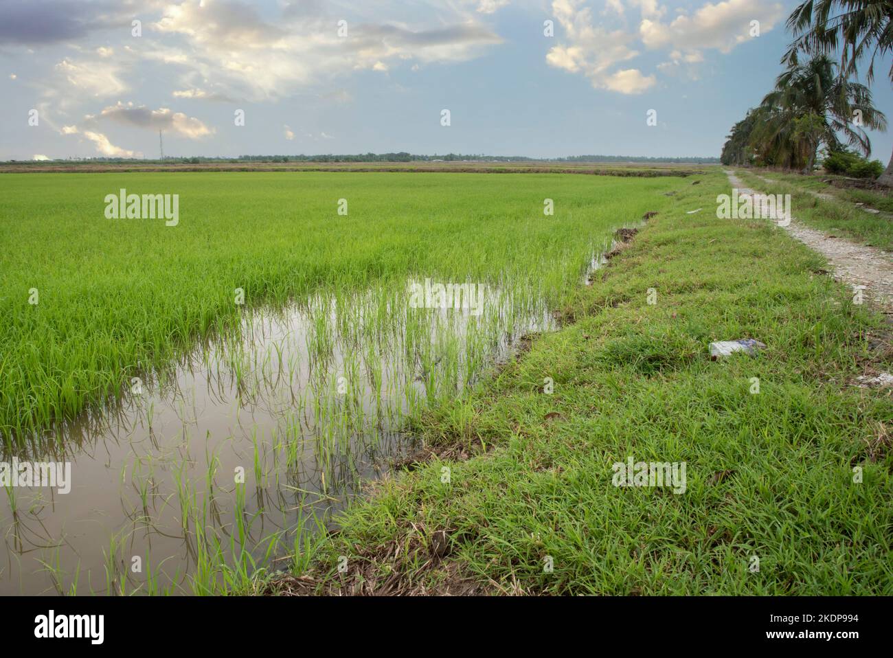 early morning scene at the green paddy field Stock Photo - Alamy