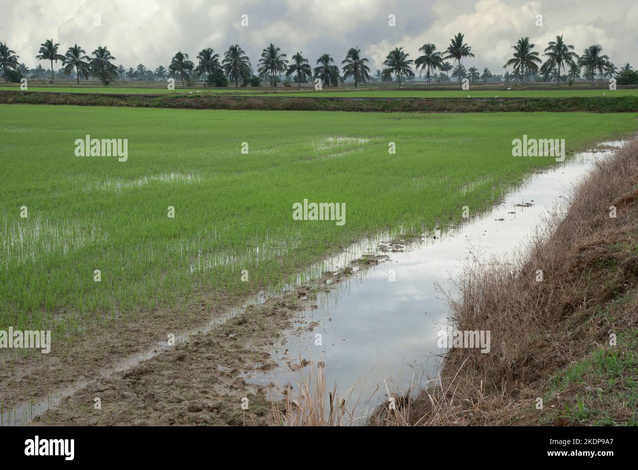 early morning scene at the green paddy field Stock Photo - Alamy