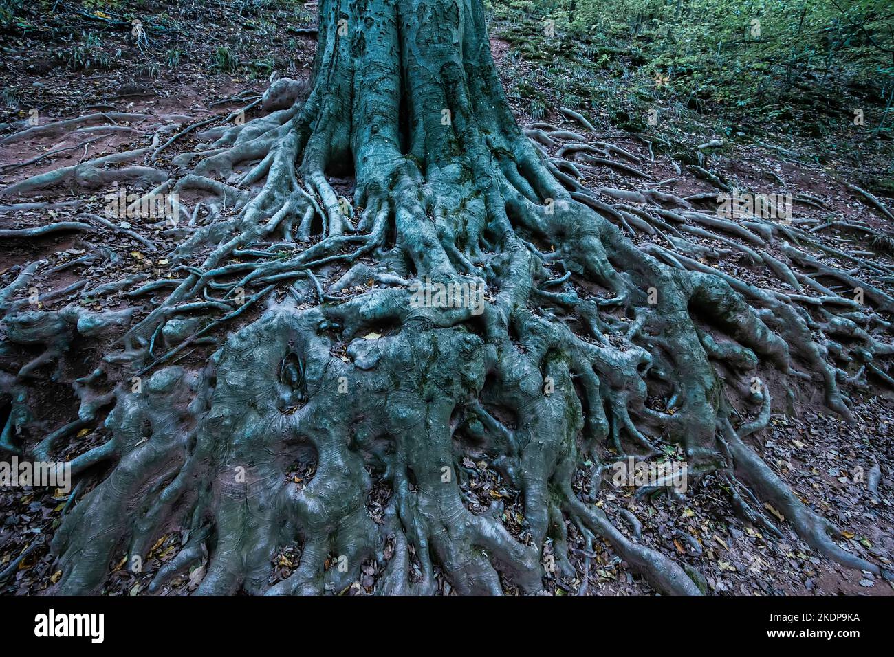 Underground root structure hi-res stock photography and images - Alamy
